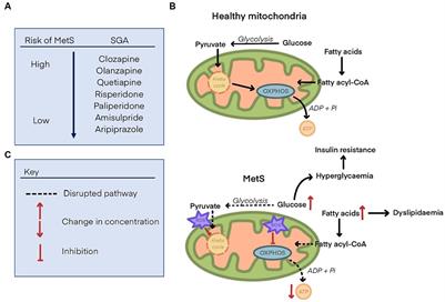 Second-generation antipsychotics and metabolic syndrome: a role for mitochondria